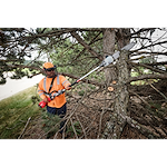 Worker using a pole saw to trim branches on a large tree.